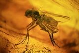 Two Fossil Flies (Diptera) In Baltic Amber #45160-2